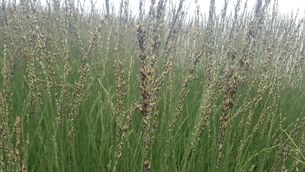 Molinia caerulea ssp. caerulea 'Heidebraut' ---